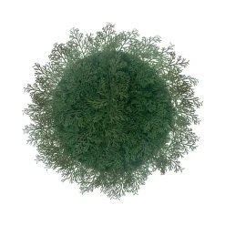 New 😍 Fern Christmas Placemat by Celebrate It™ 🧨