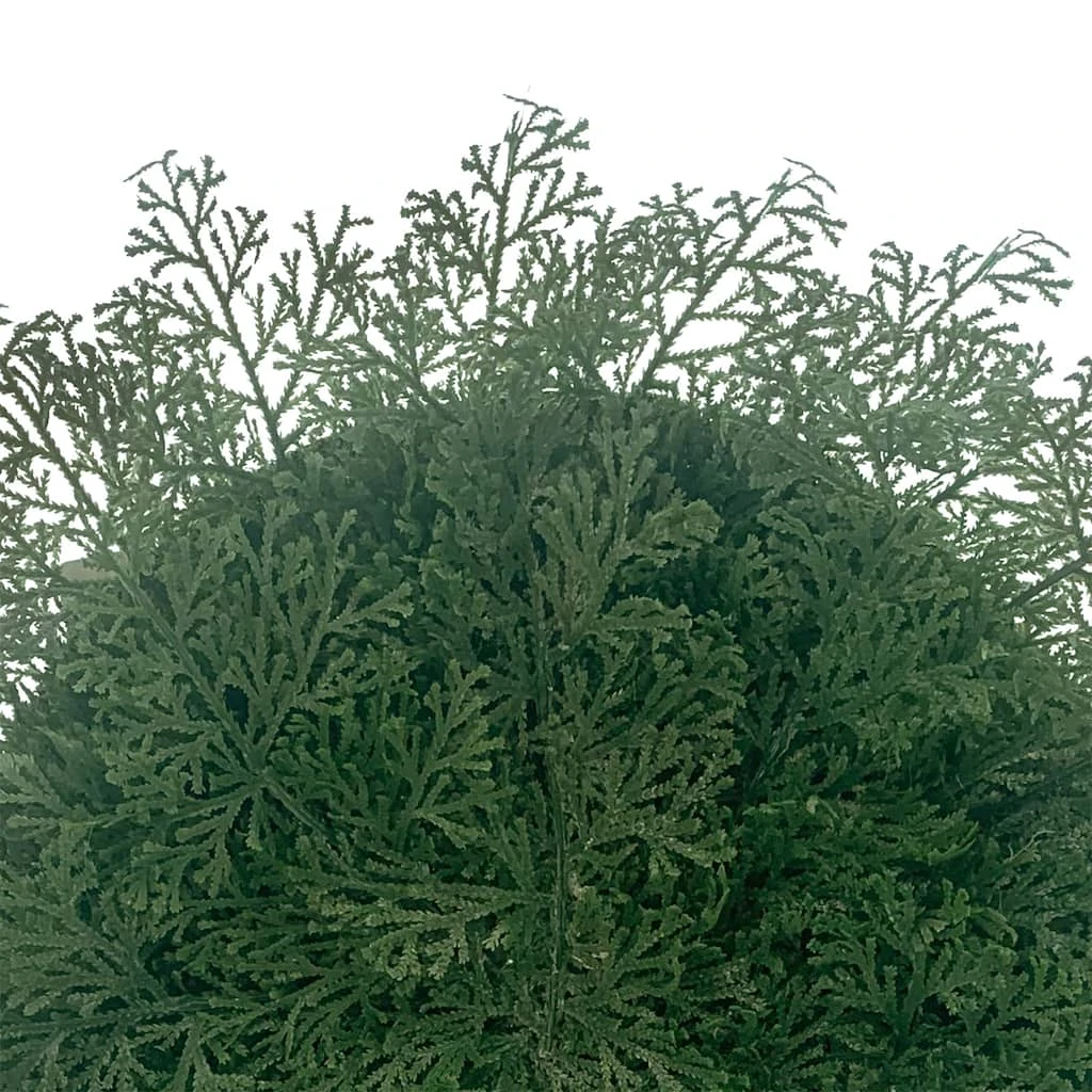 New π Fern Christmas Placemat by Celebrate It™ 𧨠2 New π Fern Christmas Placemat by Celebrate It™ 𧨠- Image 2